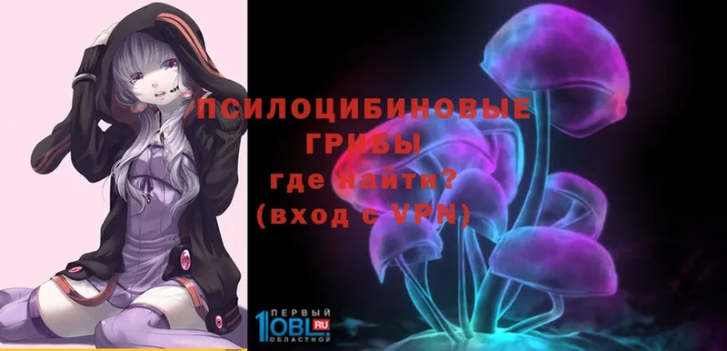 где купить   Губкинский  Псилоцибиновые грибы Magic Shrooms 